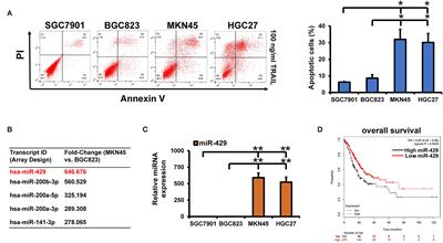 PD-L1 Under Regulation of miR-429 Influences the Sensitivity of Gastric Cancer Cells to TRAIL by Binding of EGFR